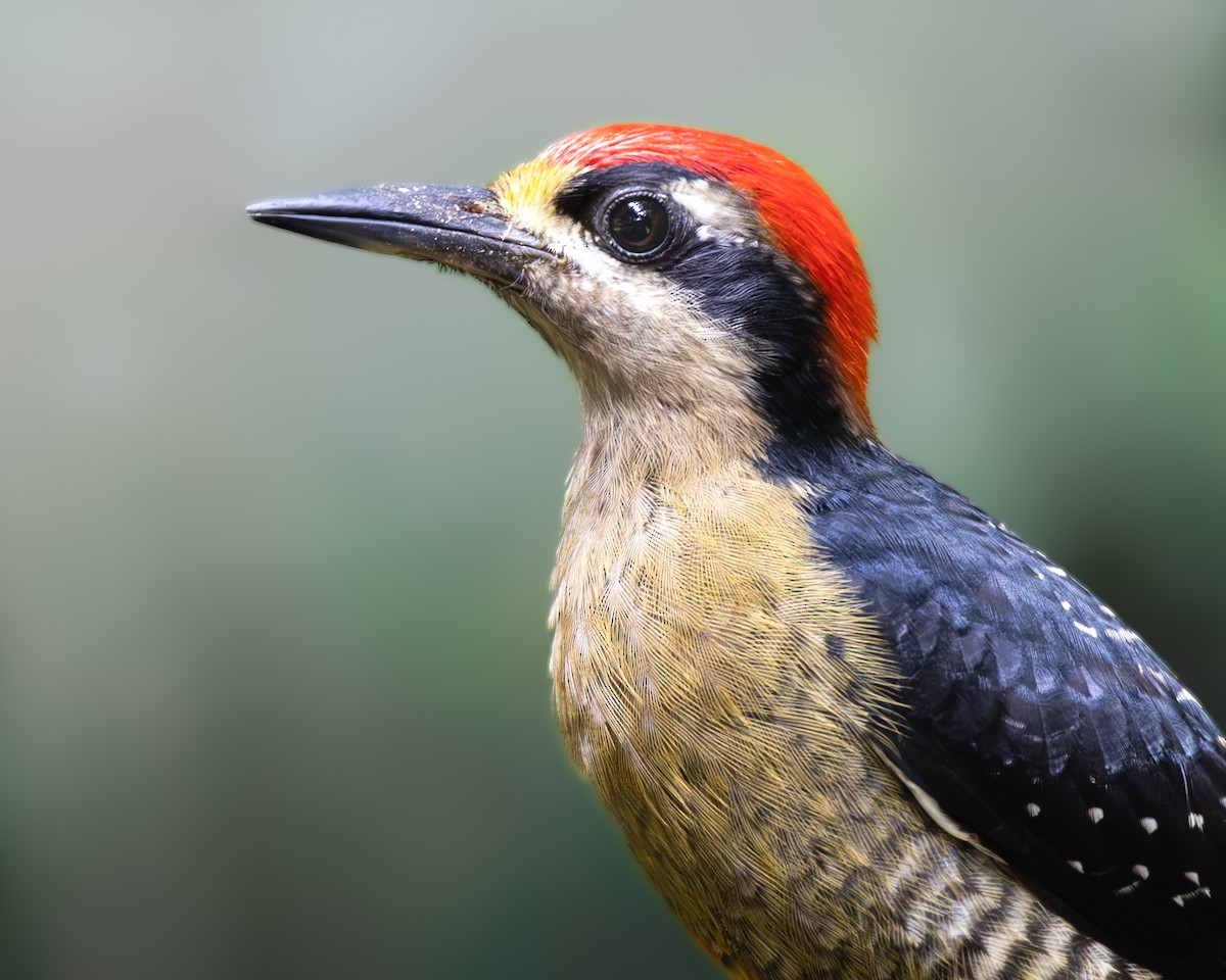 Black-cheeked Woodpecker - ML620906482