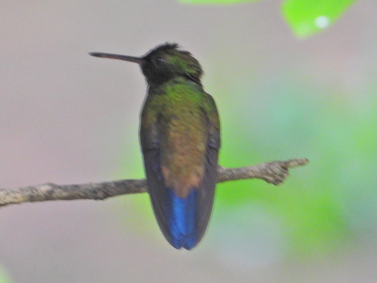 kolibřík měděnořitý - ML620906497