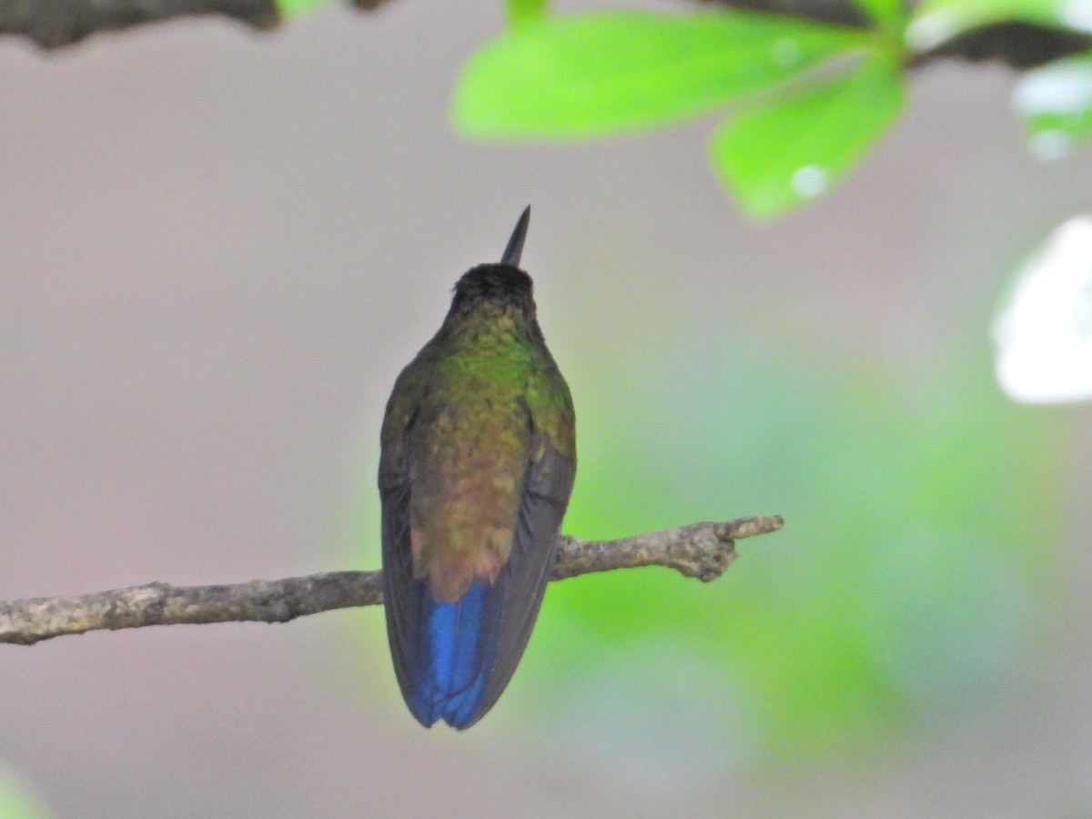 kolibřík měděnořitý - ML620906498