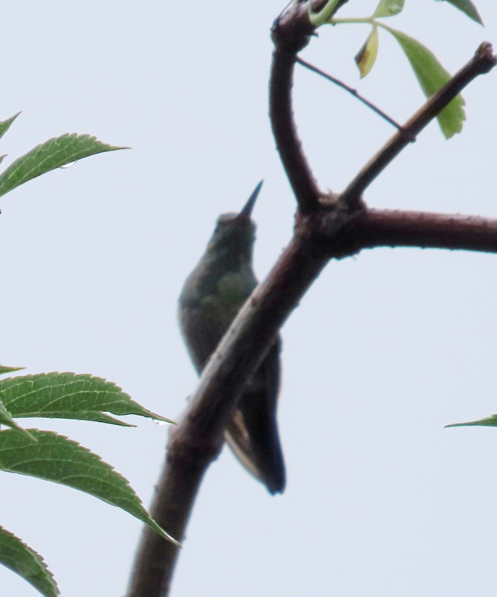 kolibřík měděnořitý - ML620906500