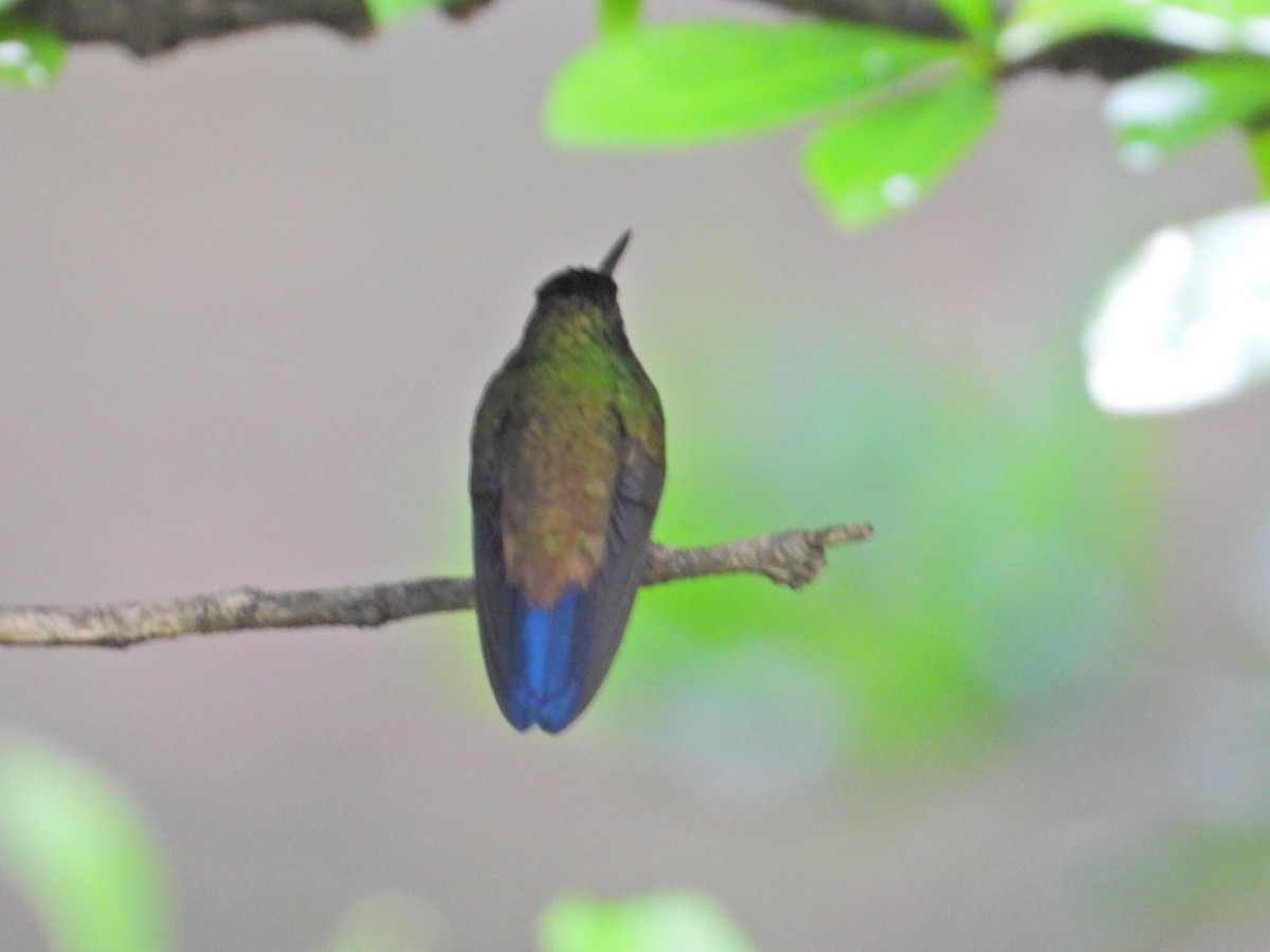kolibřík měděnořitý - ML620906501