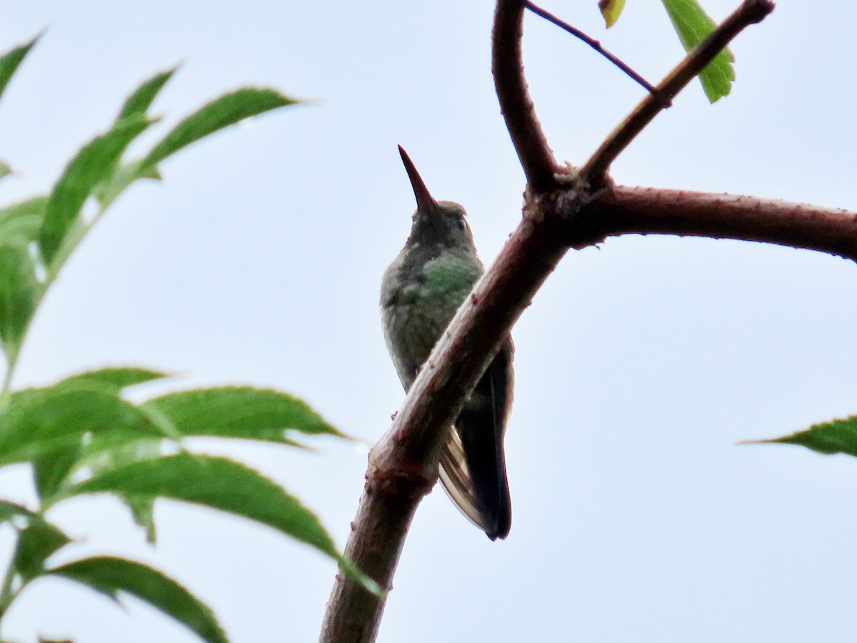 kolibřík měděnořitý - ML620906503