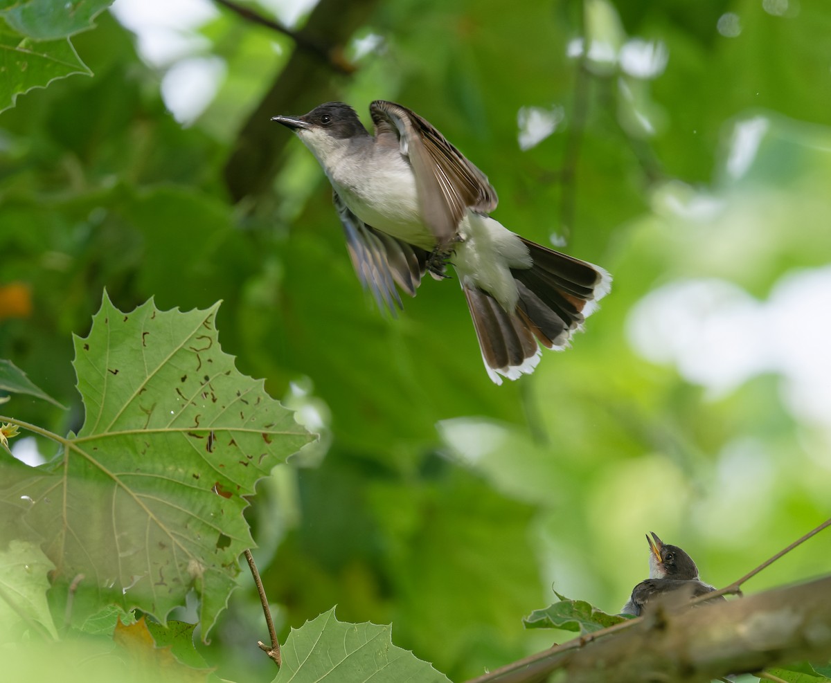 Eastern Kingbird - ML620906504