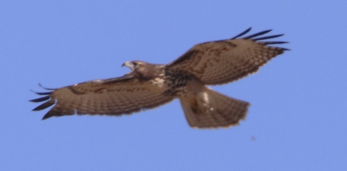 Red-tailed Hawk - ML620906531