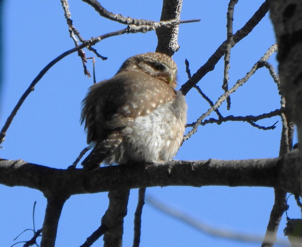 Northern Pygmy-Owl - ML620906534