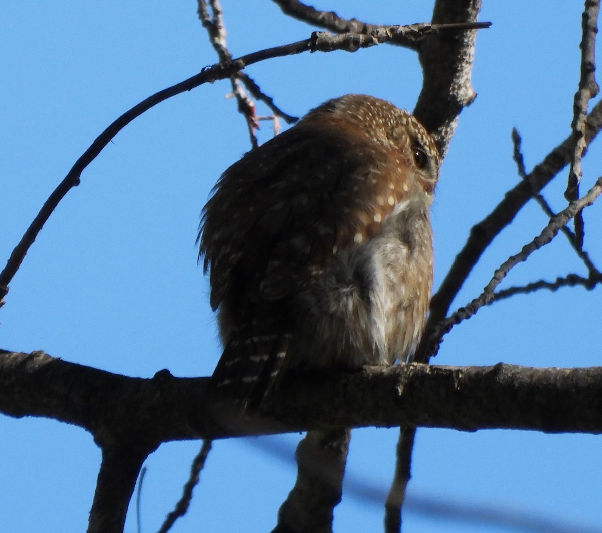 Northern Pygmy-Owl - ML620906535