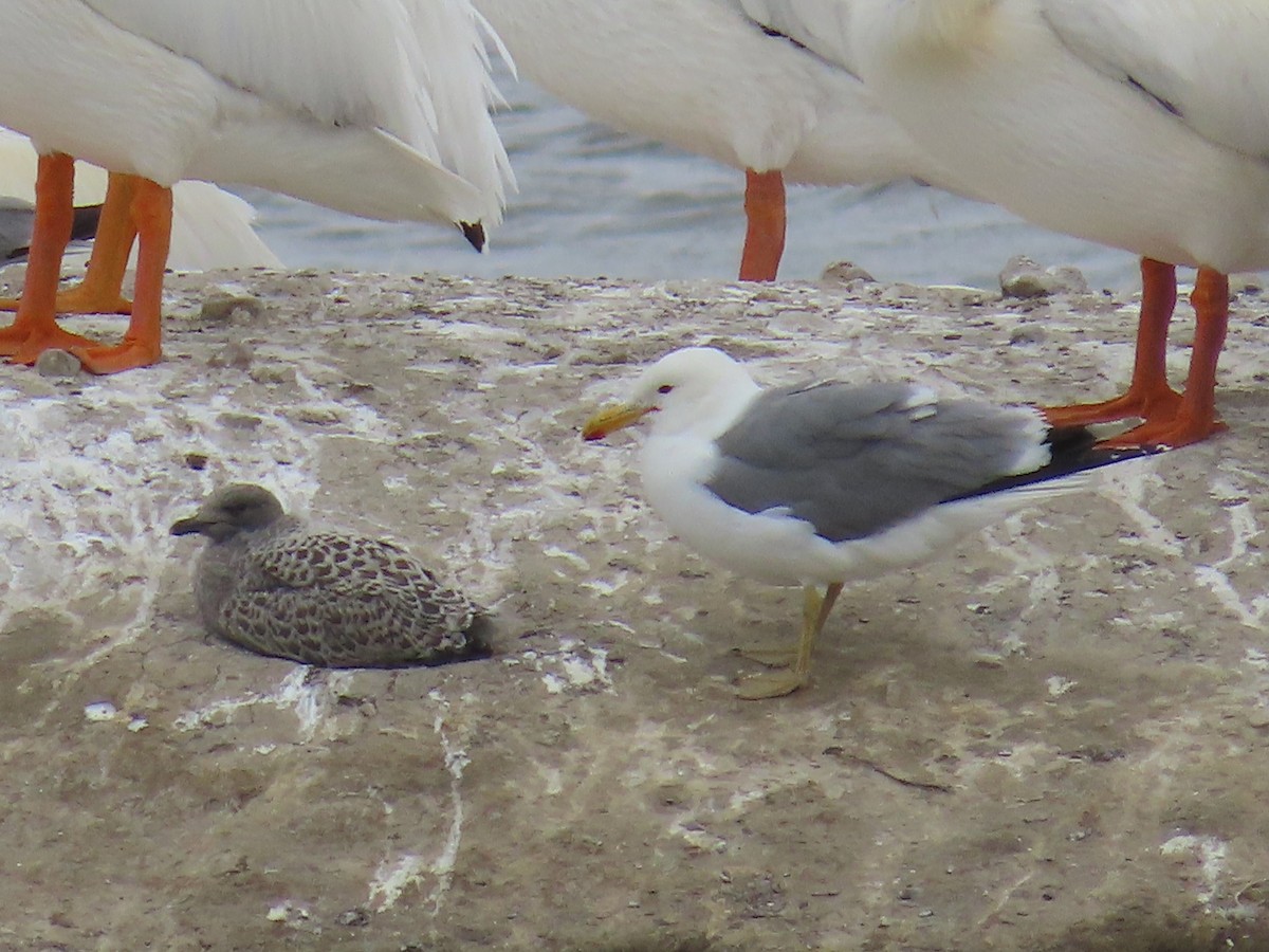 California Gull - ML620906550