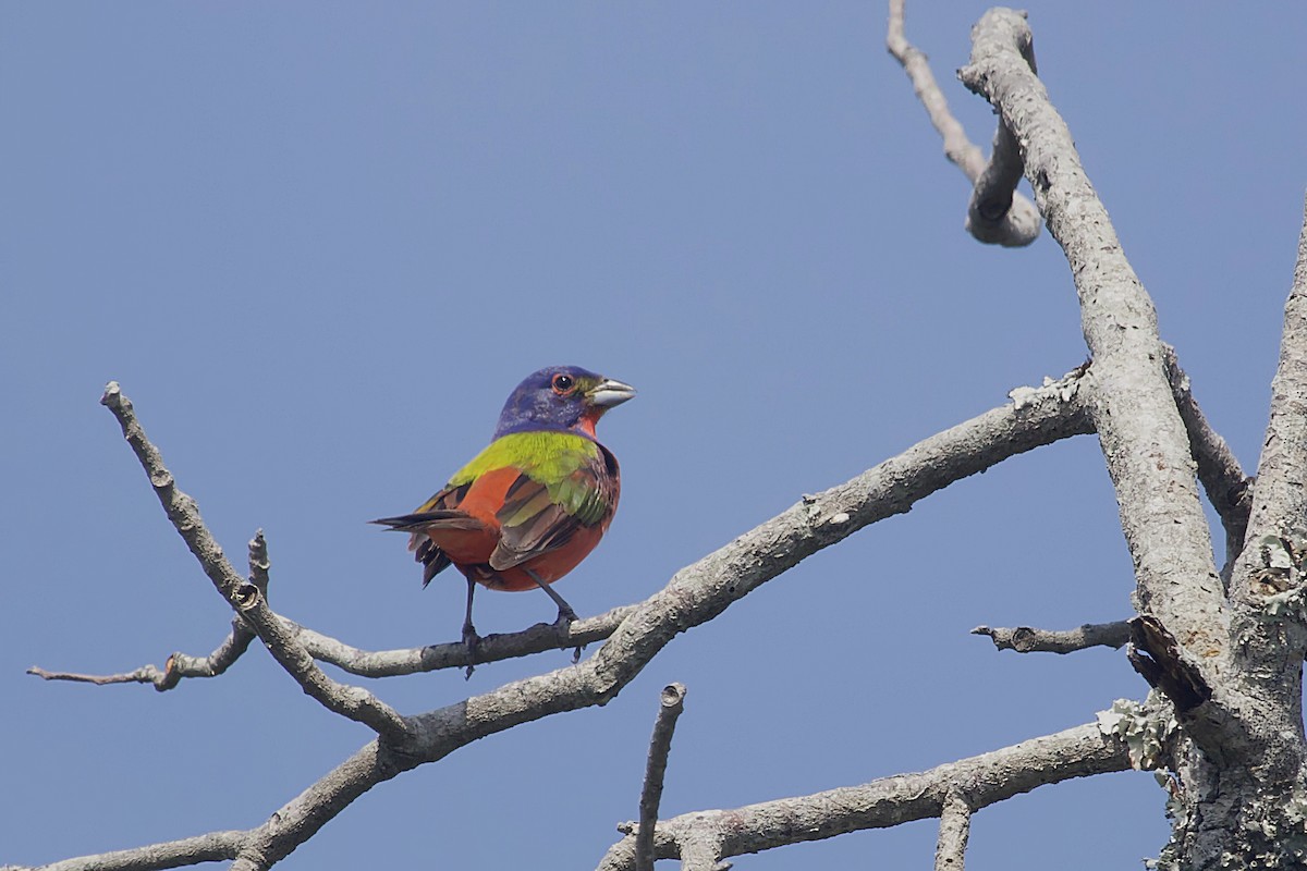 Painted Bunting - ML620906569