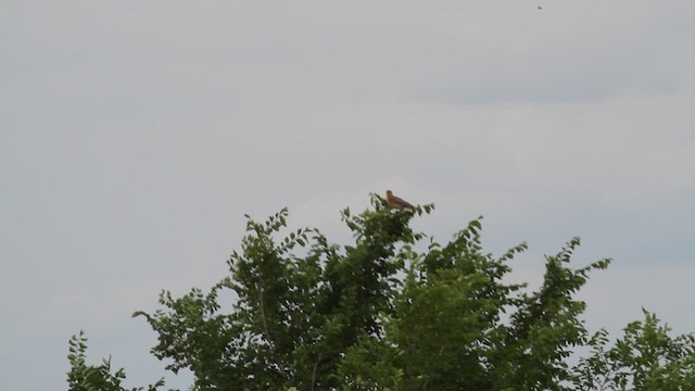 Western Meadowlark - ML620906575