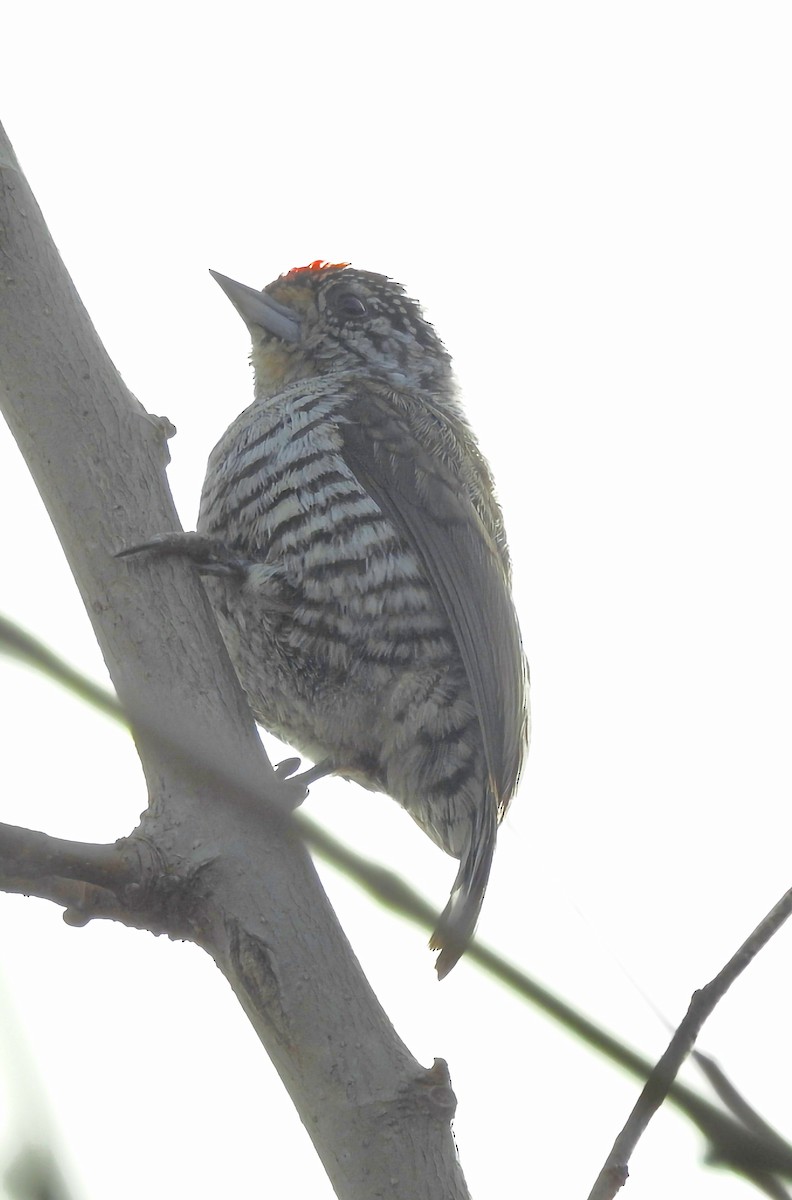 White-barred Piculet - ML620906584
