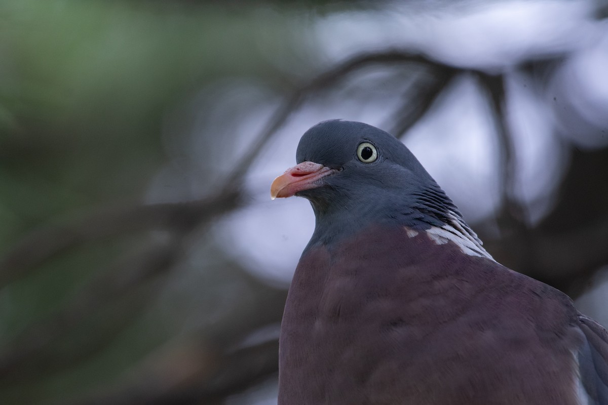 Common Wood-Pigeon - Jimmy Dhillon