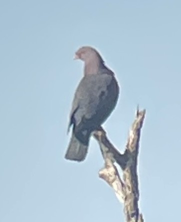 Red-billed Pigeon - ML620906627