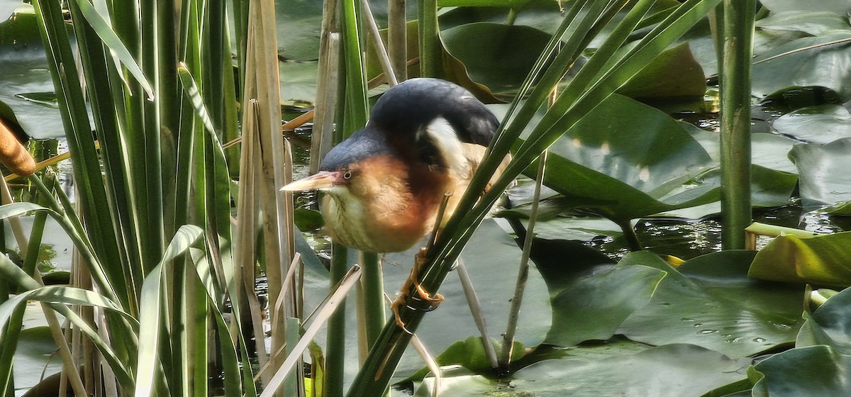 Least Bittern - ML620906652