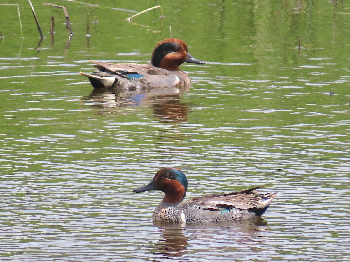 Green-winged Teal - ML620906659