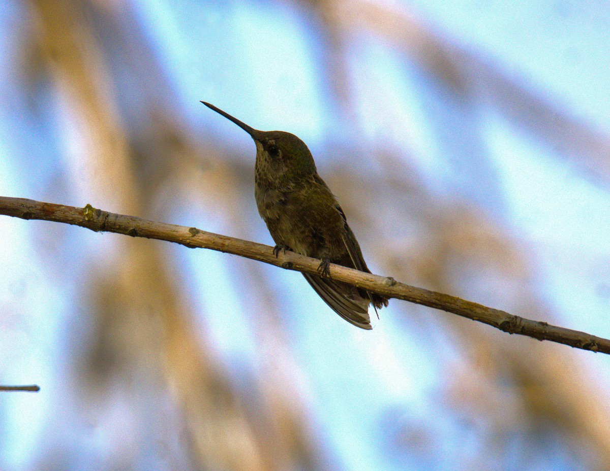 Anna's Hummingbird - ML620906660