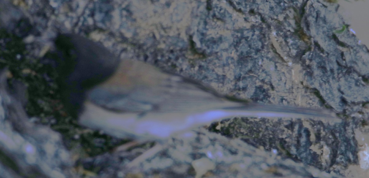 Dark-eyed Junco - ML620906671