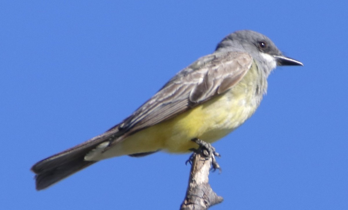 Cassin's Kingbird - ML620906675