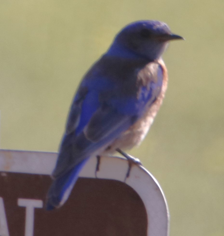 Western Bluebird - ML620906685