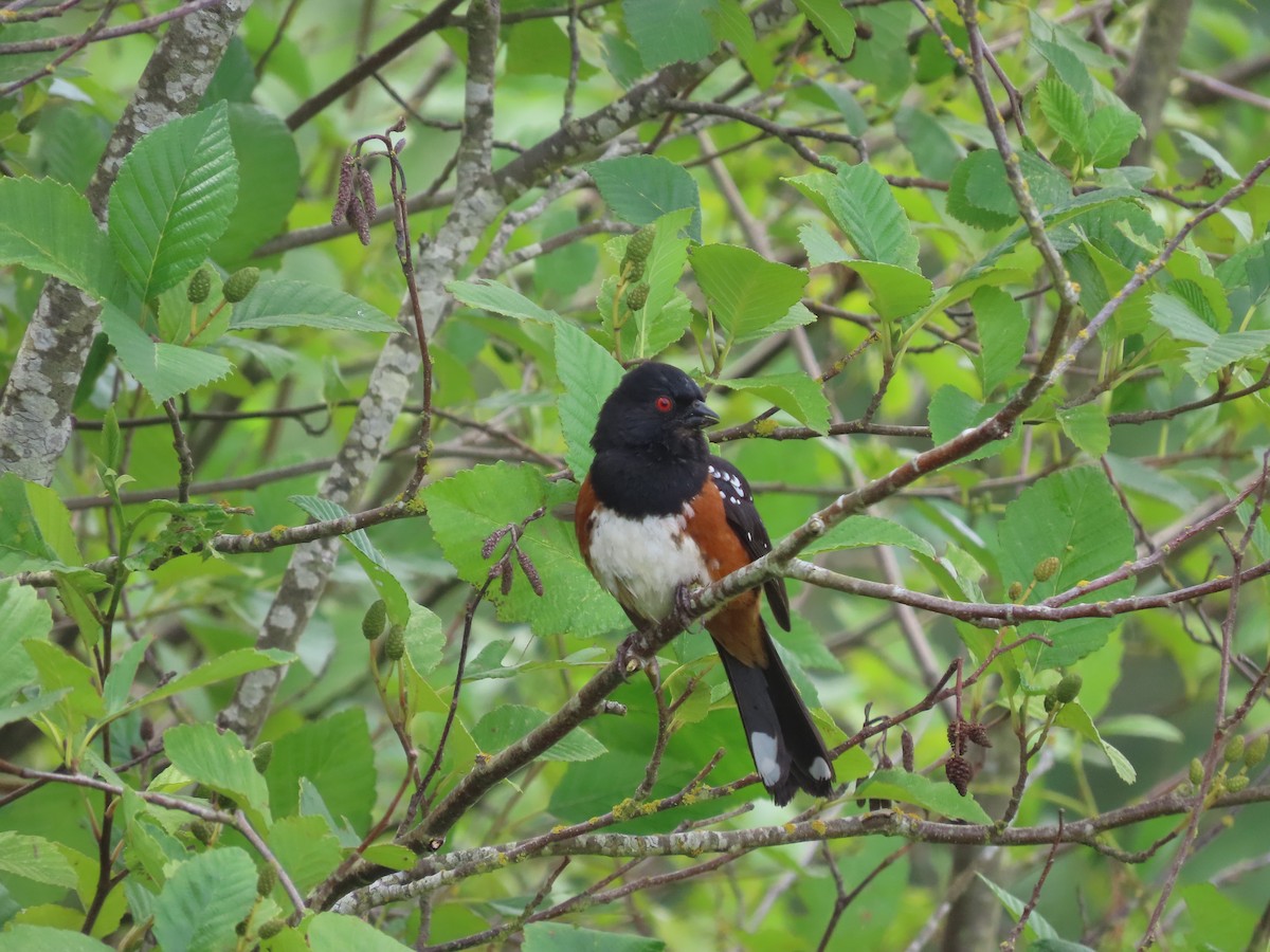 Spotted Towhee - ML620906697