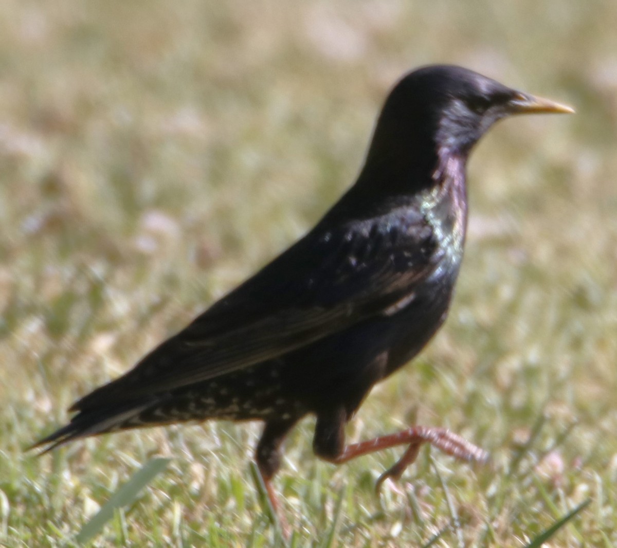 European Starling - ML620906703