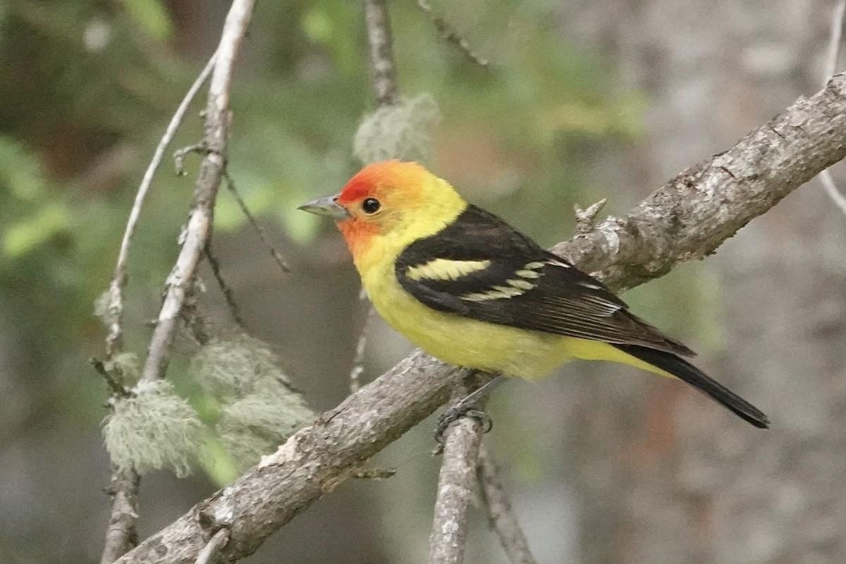 Western Tanager - ML620906728