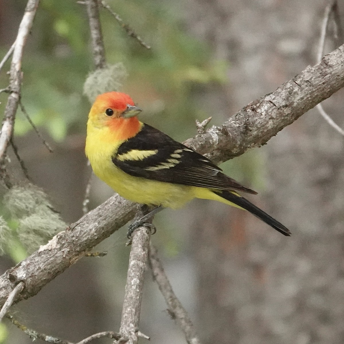 Western Tanager - ML620906729