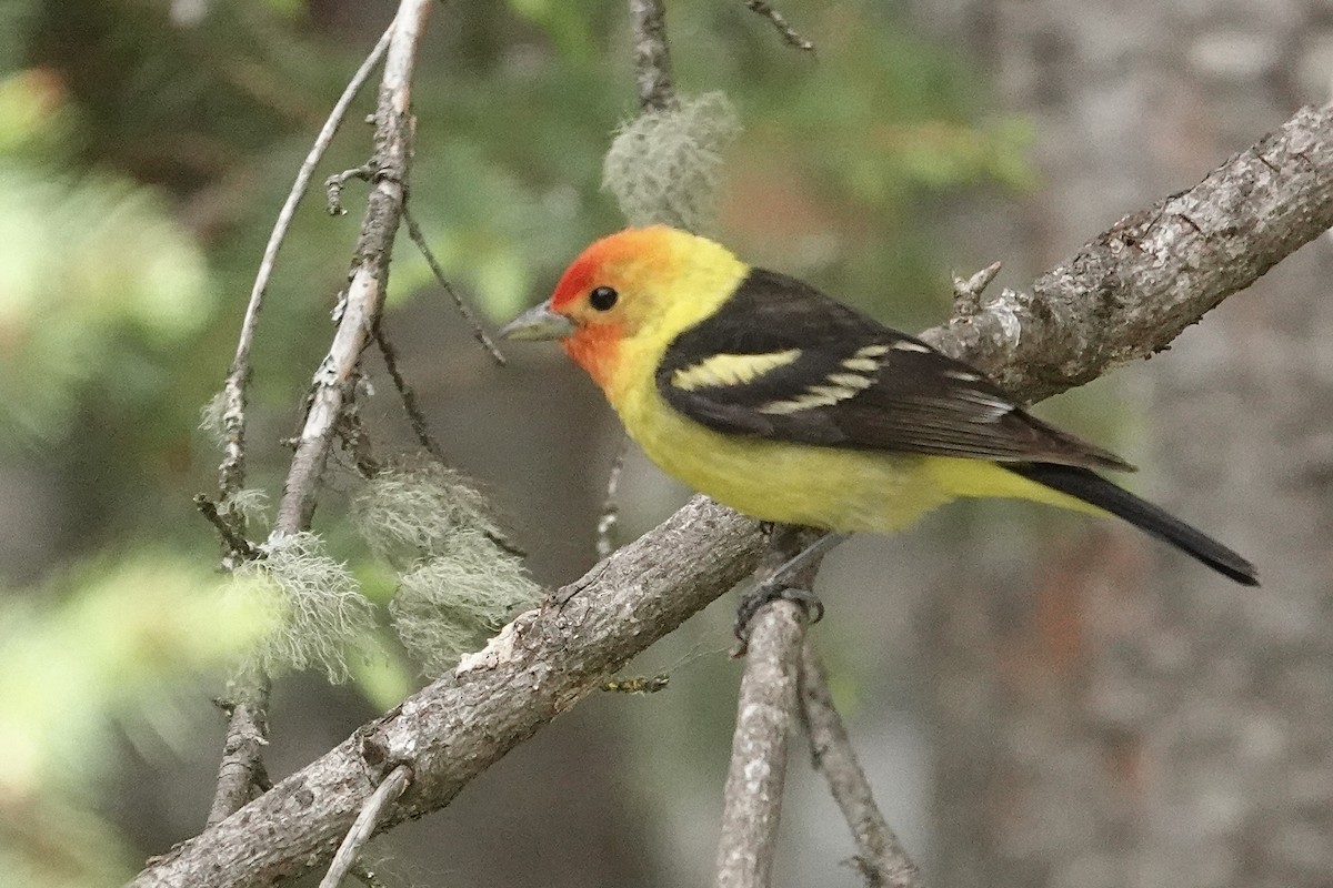 Western Tanager - ML620906732