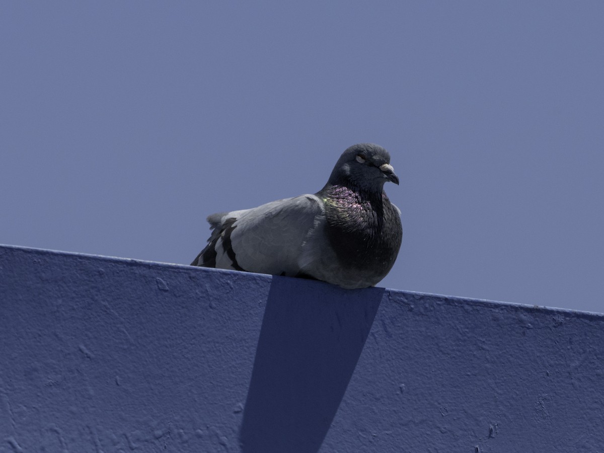 Pigeon biset (forme domestique) - ML620906744