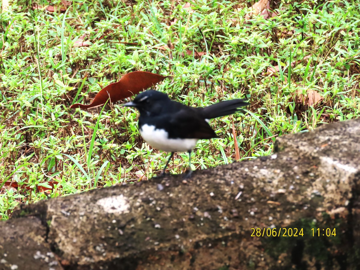 Willie-wagtail - ML620906748