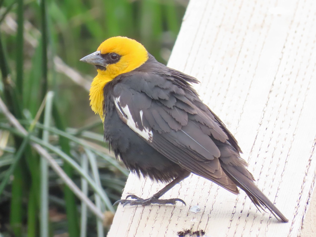 Yellow-headed Blackbird - ML620906749