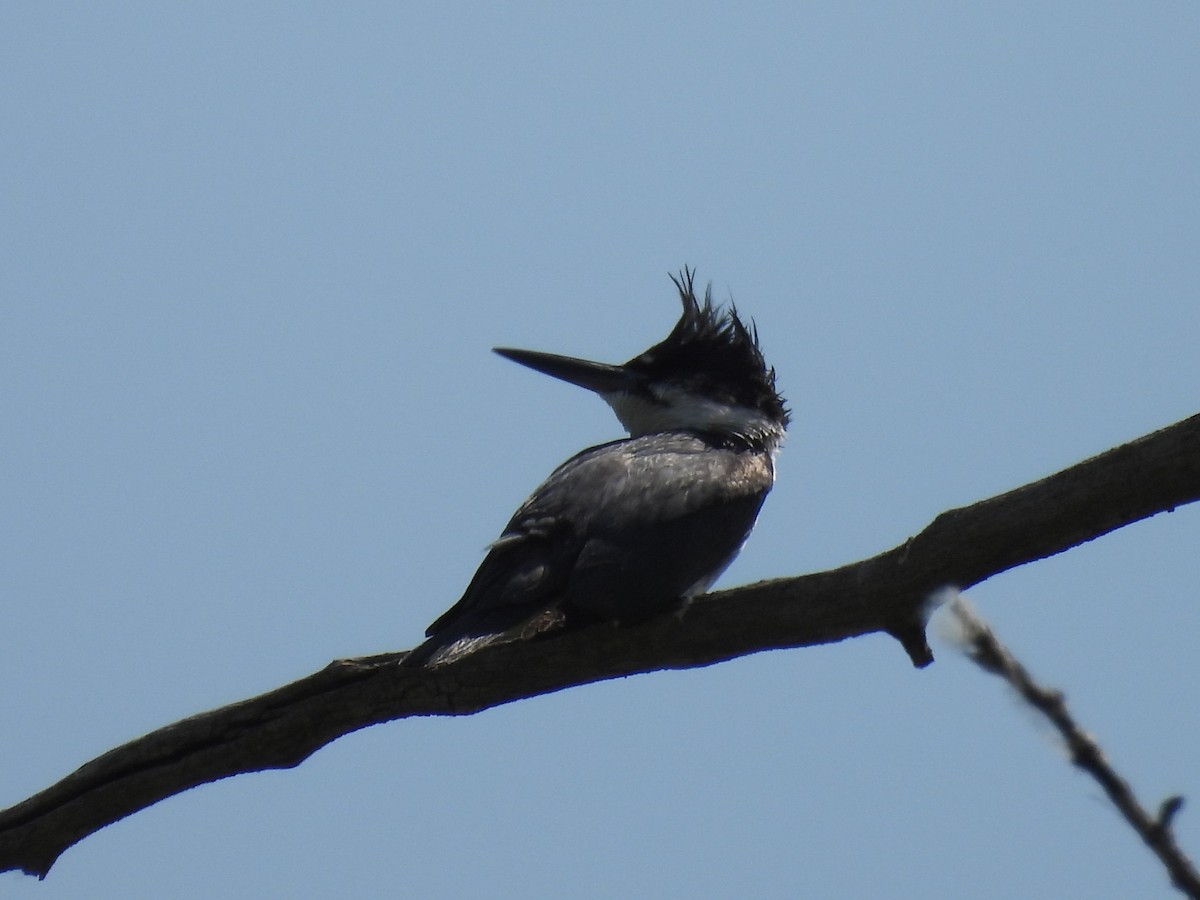 Belted Kingfisher - ML620906782
