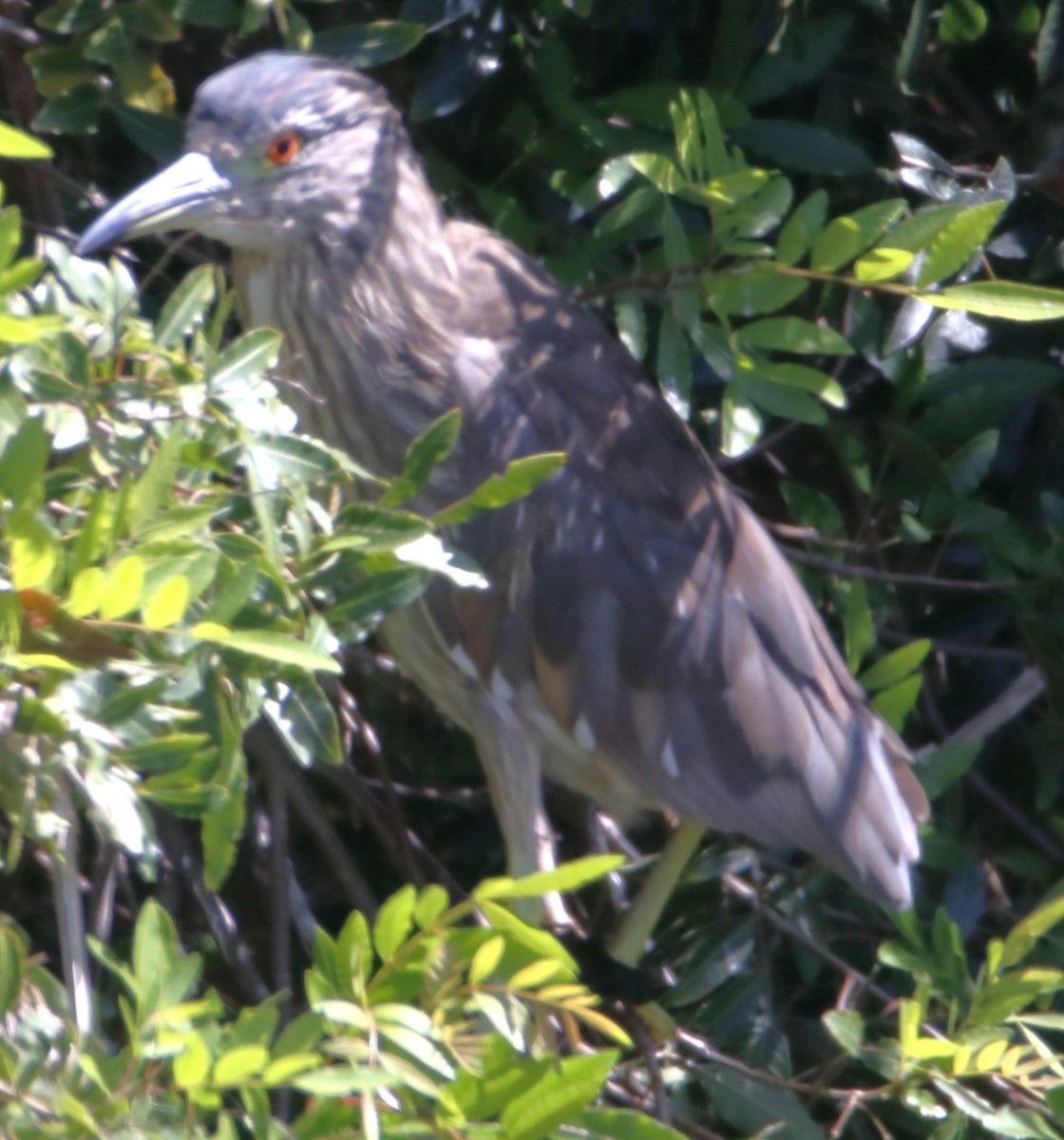 Black-crowned Night Heron - ML620906813