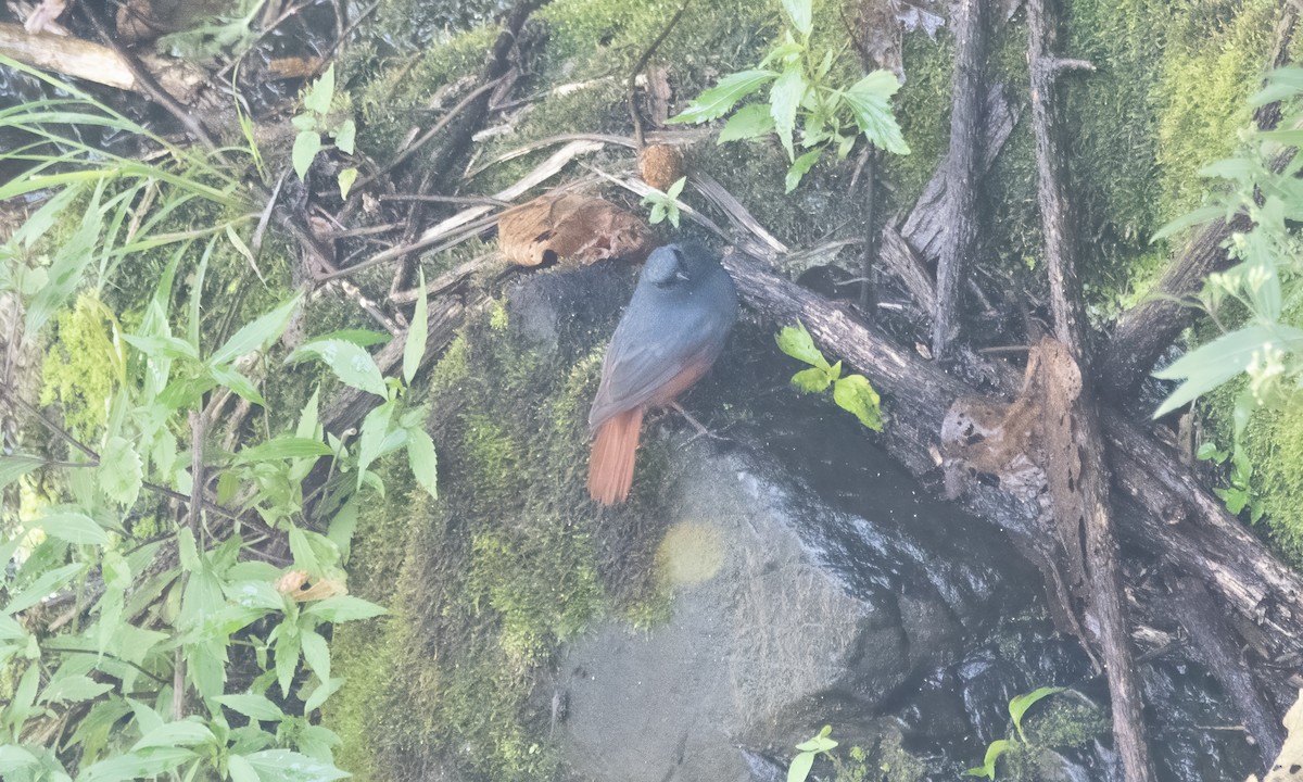 Luzon Redstart - Koren Mitchell