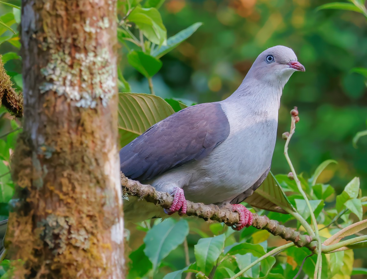 Mountain Imperial-Pigeon - ML620906862