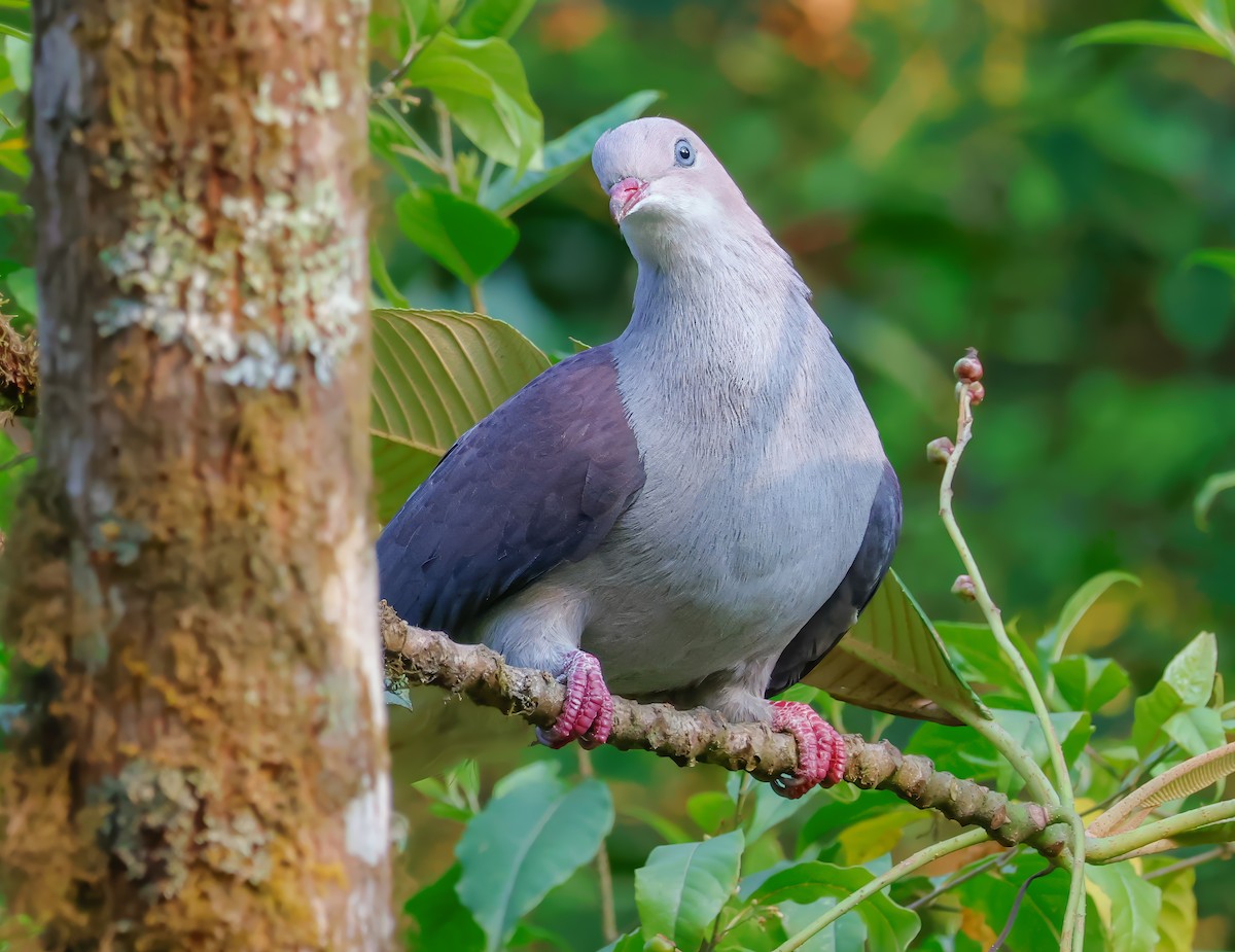 Mountain Imperial-Pigeon - ML620906863