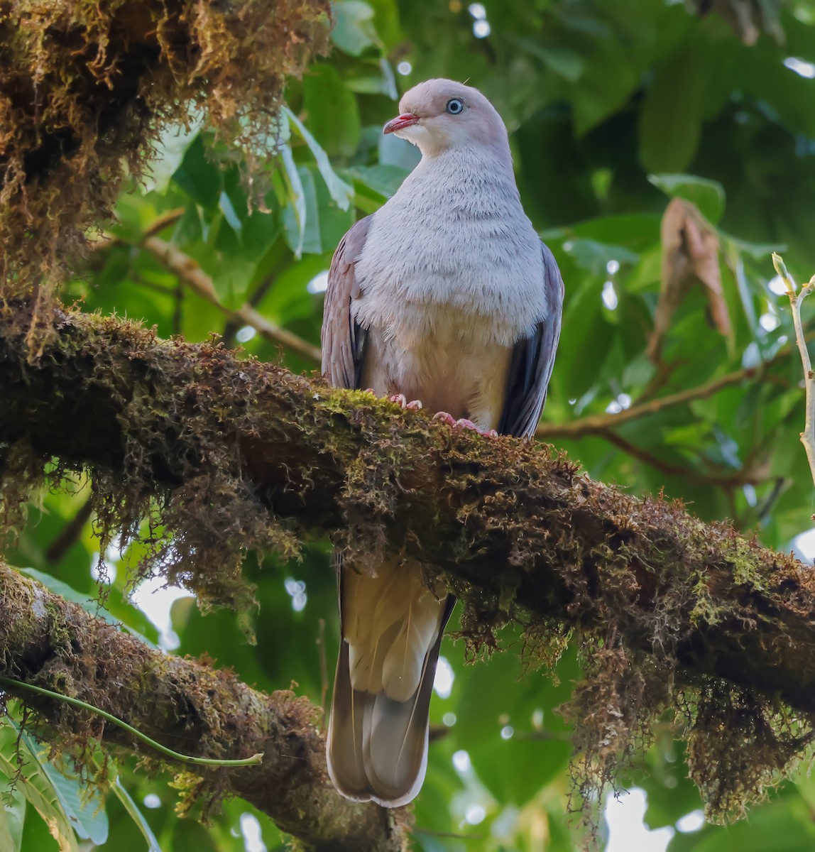 Mountain Imperial-Pigeon - ML620906864