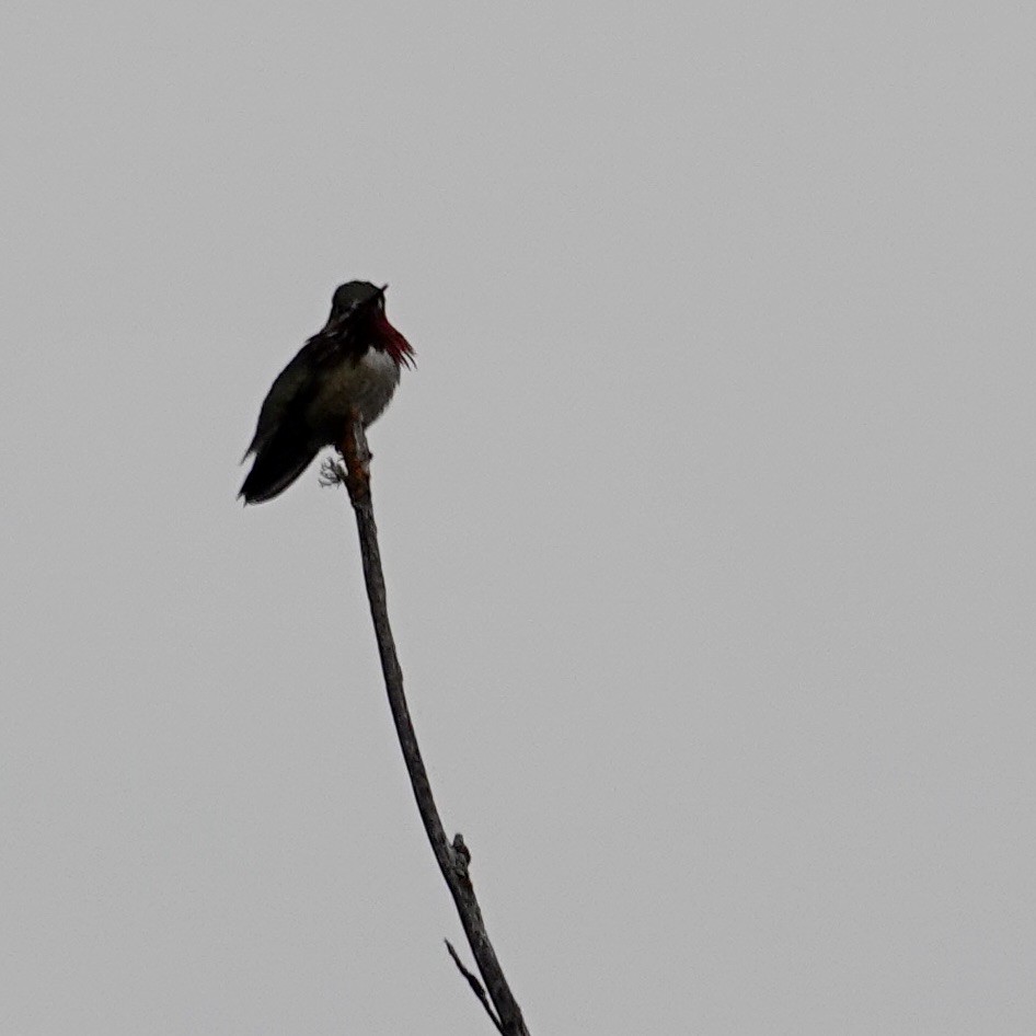 Calliope Hummingbird - ML620906875