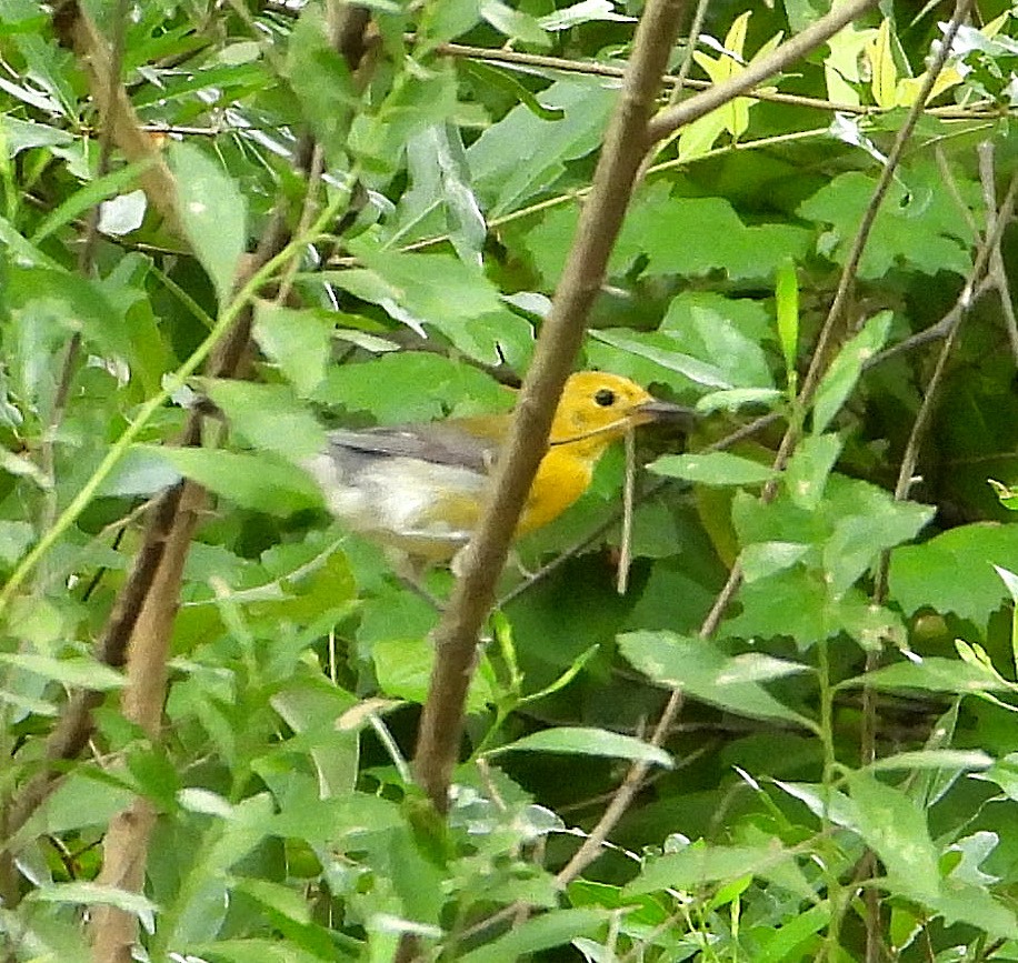 Prothonotary Warbler - ML620906876