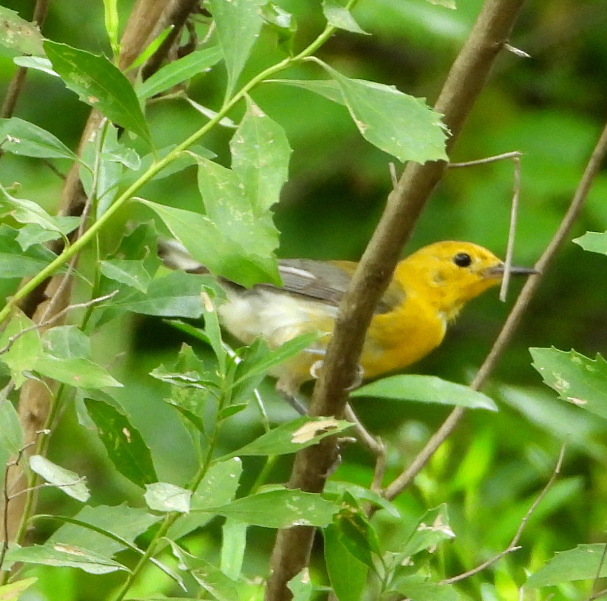 Prothonotary Warbler - ML620906878