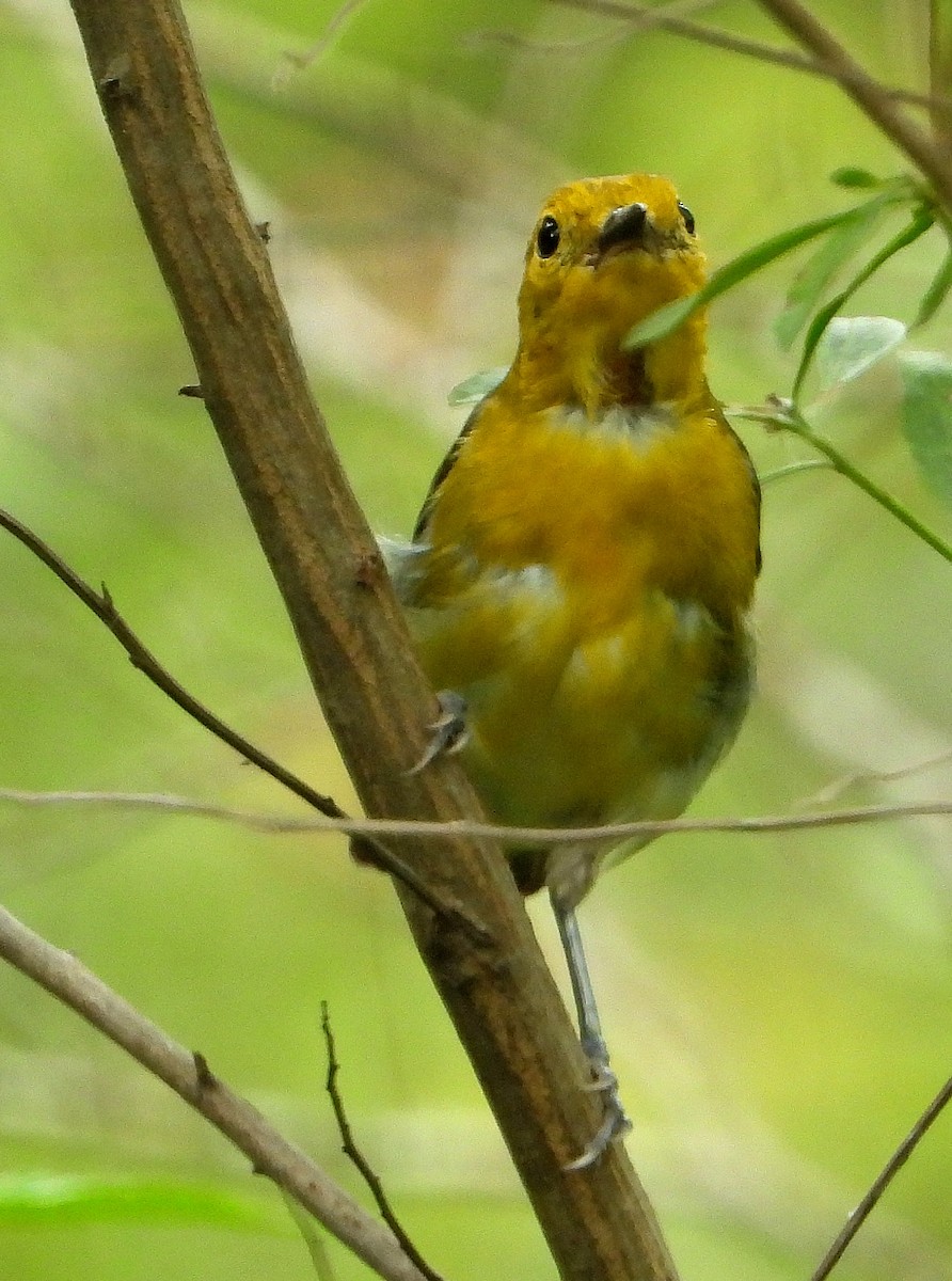 Prothonotary Warbler - ML620906879