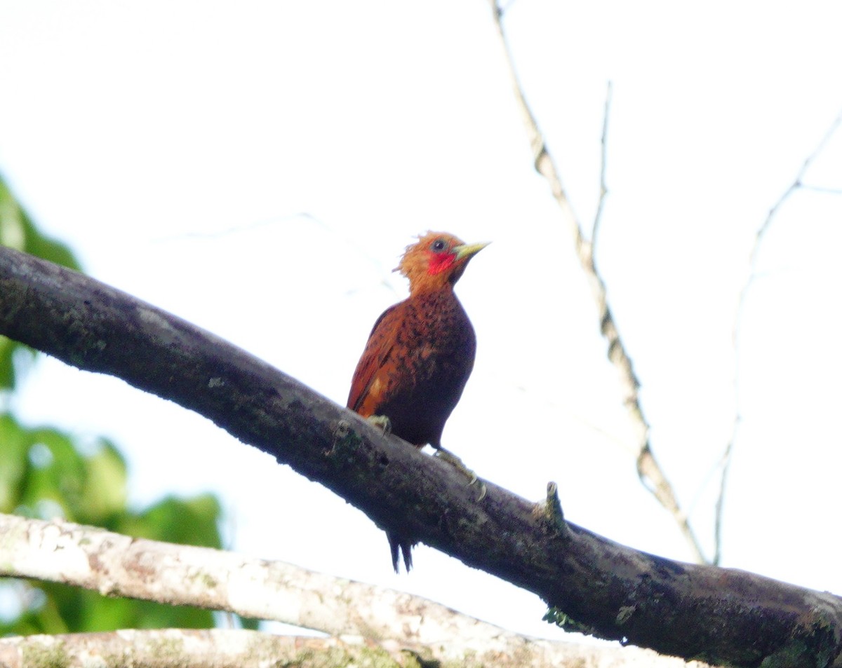 Chestnut-colored Woodpecker - Carey Sherrill