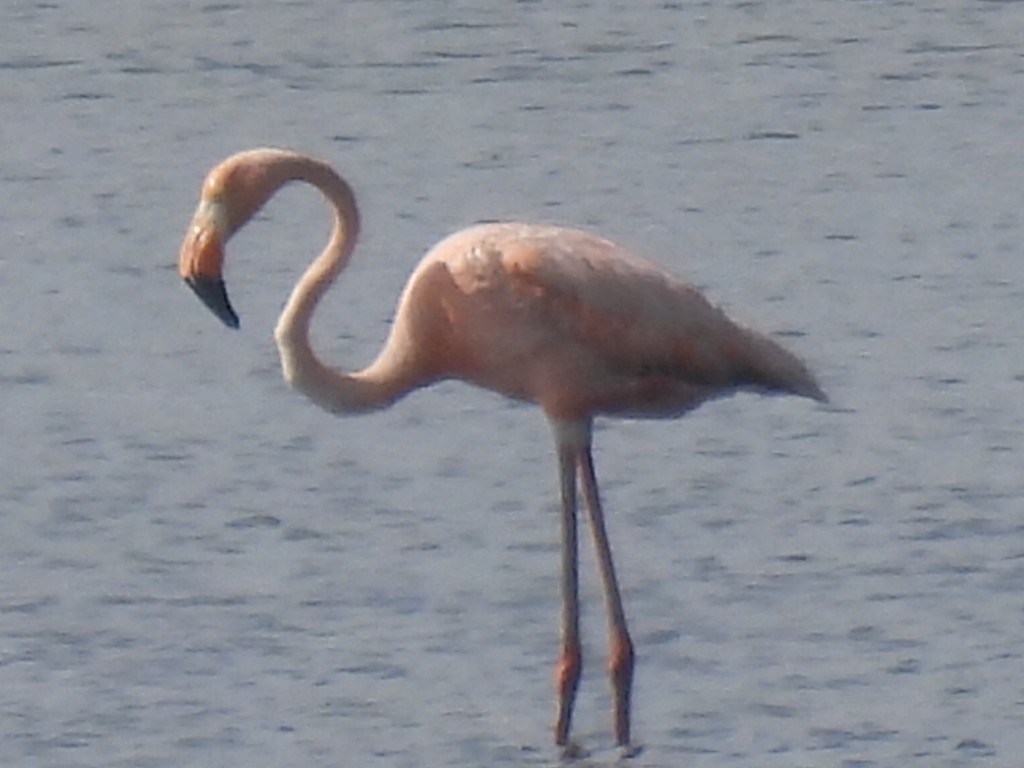 Flamant des Caraïbes - ML620906900