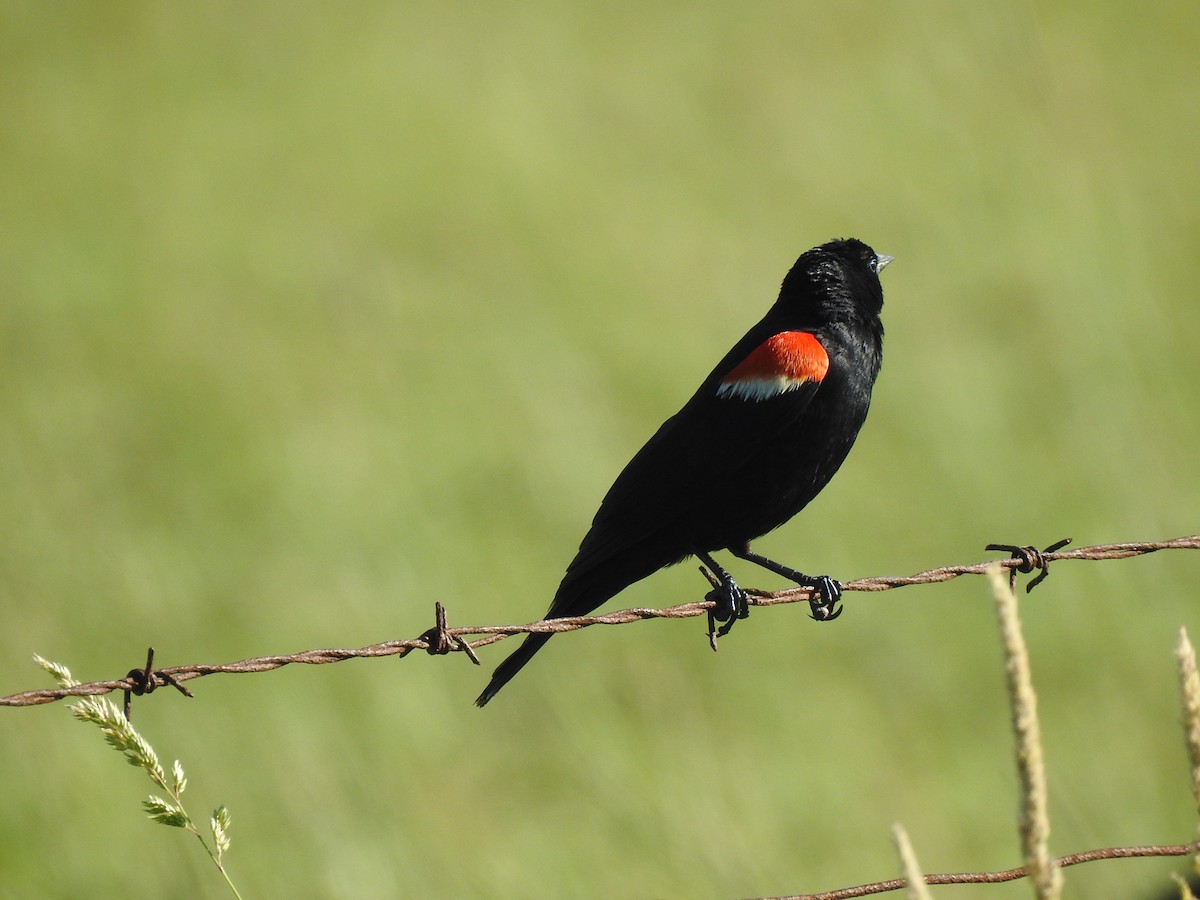 Red-winged Blackbird - ML620906904