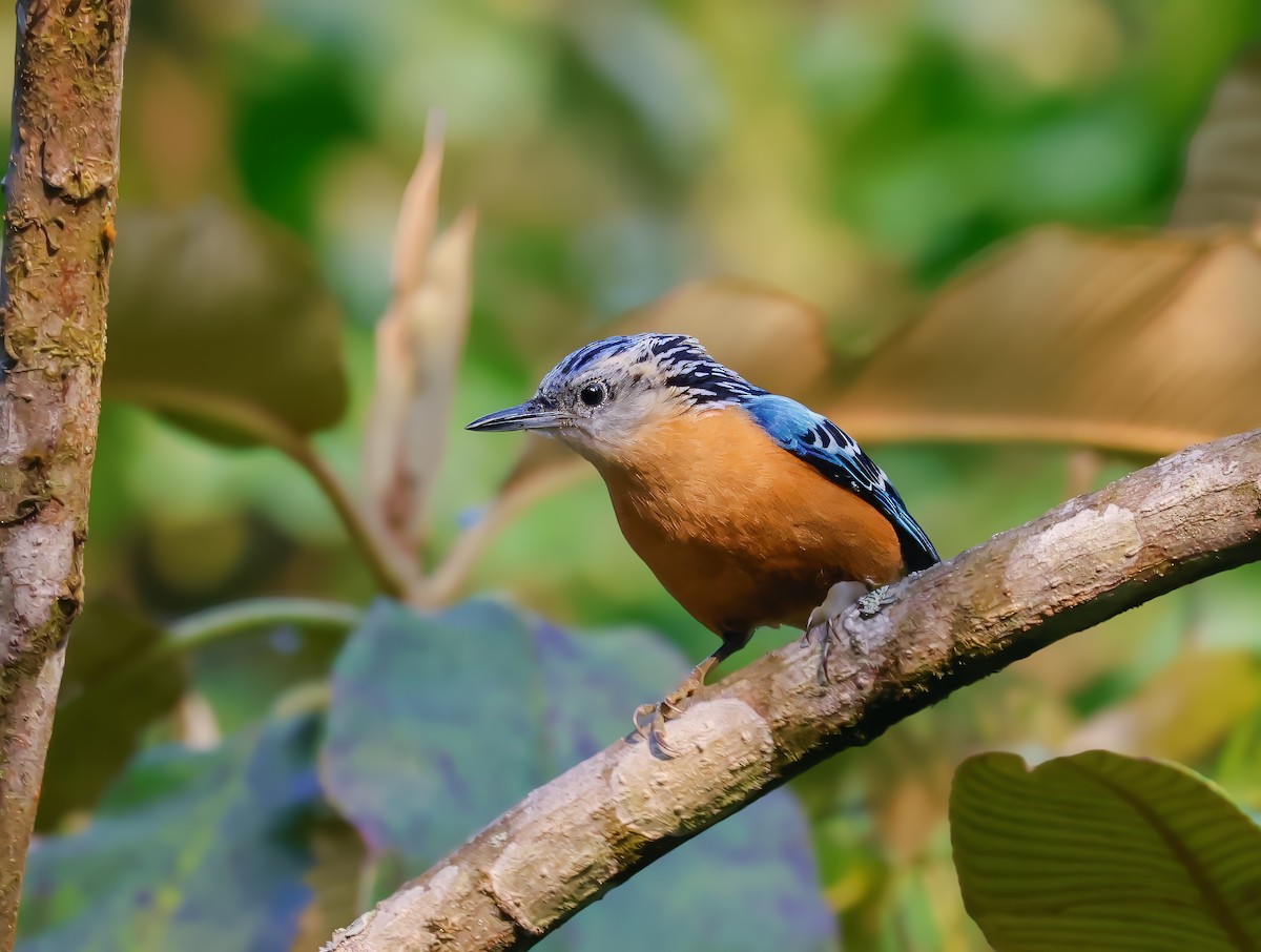 Beautiful Nuthatch - Peter Crosson