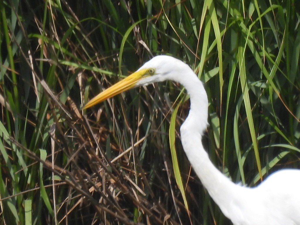 Grande Aigrette - ML620906910