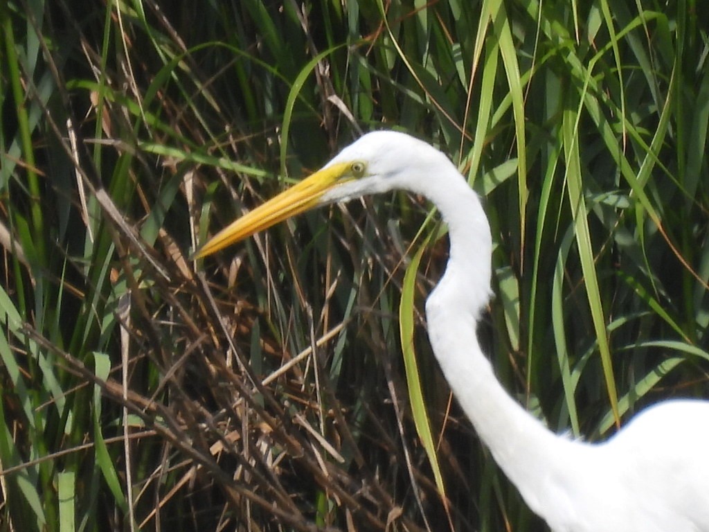 Great Egret - ML620906910