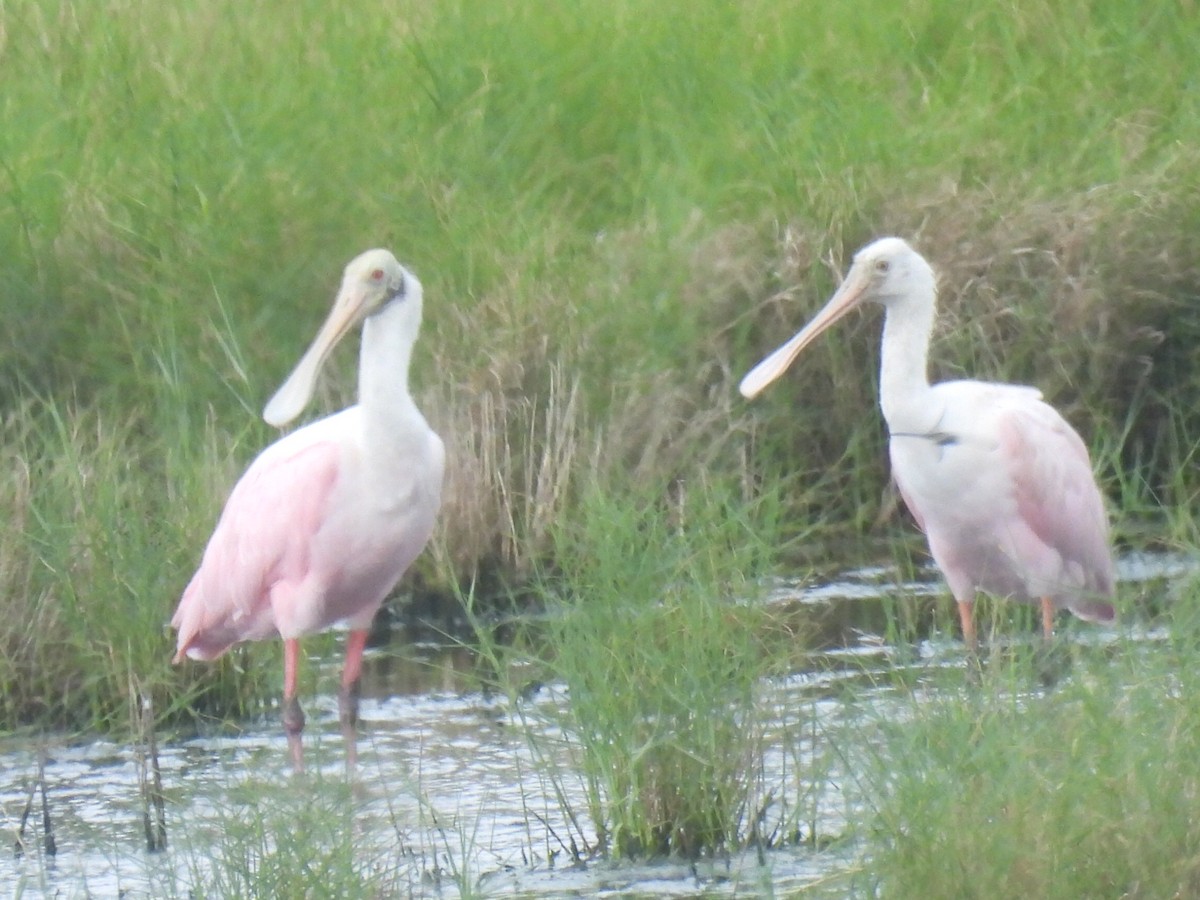 Roseate Spoonbill - ML620906913