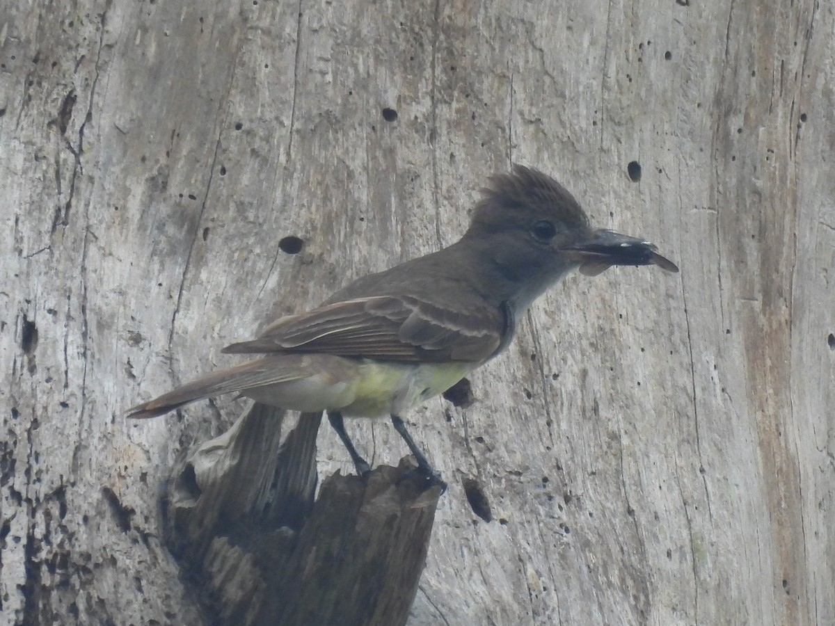 Great Crested Flycatcher - ML620906915