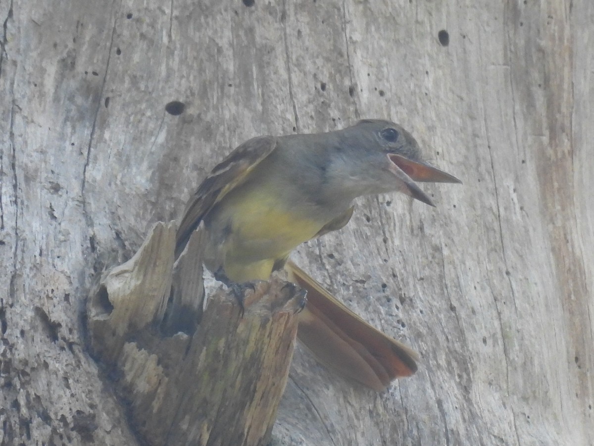 Great Crested Flycatcher - ML620906916