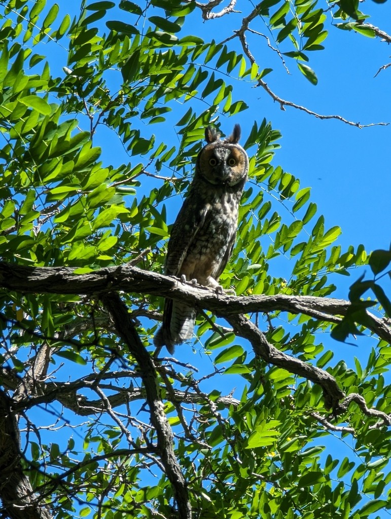 Long-eared Owl - ML620906922
